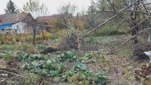Обзор огорода на проекте Суворова. Первый снег. Что можно делать в огороде в ноябре? 01112022.