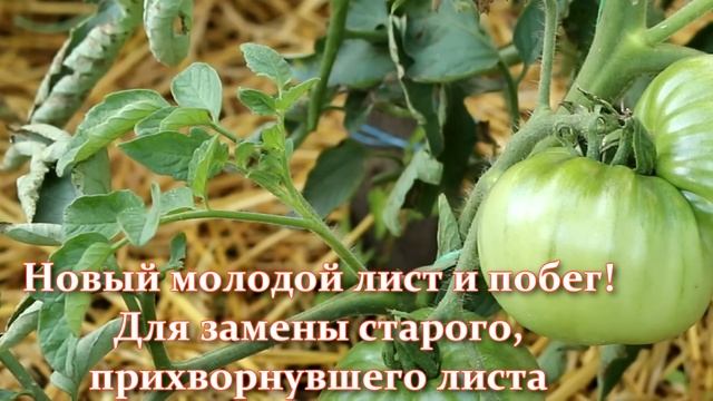 Мало кто это знает. Как обрезать листья томатов в открытом грунте или теплице для хорошего урожая.