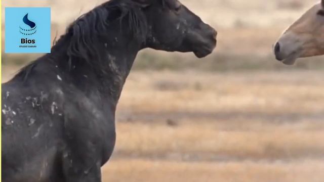 "Величие и красота: Исследование о мире лошадей"
#Bios Studio Saburi
#Биос Студио Сабури смотреть онлайн