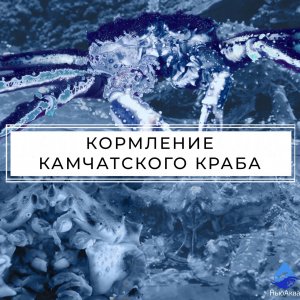 Камчатский краб в аквариуме. Кормление краба.