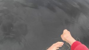 Щука. Лови рыбу на рогатку. Как поймать рыбу на рогатку. Озеро, лето.