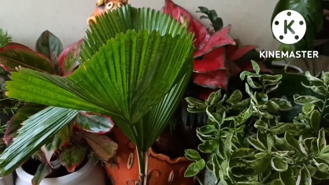 Common House Plant Names@gardeningwithgeetkumar