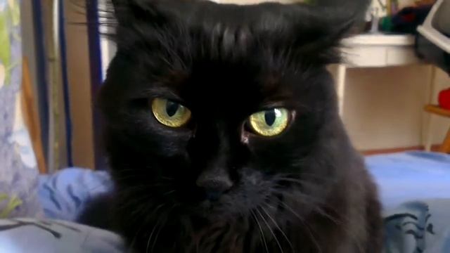 Мы побрили кошку смотреть онлайн