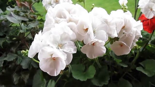 Canon PowerShot A2300 Video test смотреть онлайн