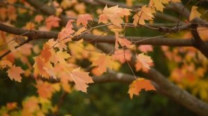 The wind in the trees sound effect|Звуки ветра для сна