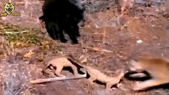 Cougar vs Bear 1vs1 | Top Predators of America Fight for Existence смотреть онлайн