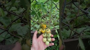 Почему нельзя на томатах убрать сразу все лишние листья и пасынки