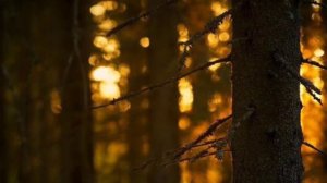 ИСТОРИЯ ПРО ЛЕШЕГО