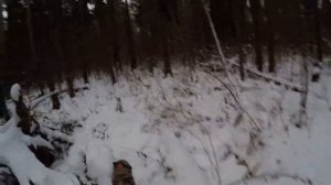 загонная охота на лося 2021