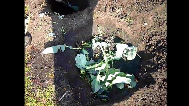 Готовим лунки для посадки тыквы с осени. Тонкости выращивания тыквы и кабачков