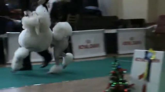 M2U00023    Моно пуделей Екатеринбург 2013 смотреть онлайн