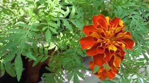 Видео про цветы бархатцы цветут