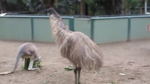 Kangaroo vs Emu: FIGHT!