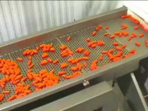 Производство мини моркови (бэби кэрротс)