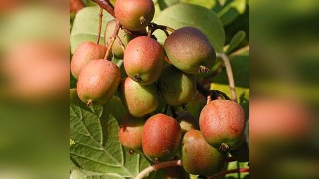 Актинидия аргута Женева смотреть онлайн