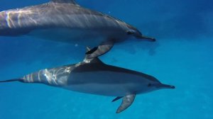 Давно хотел показать дельфинов в Марса- Алам. Дом Дельфинов в рифе.