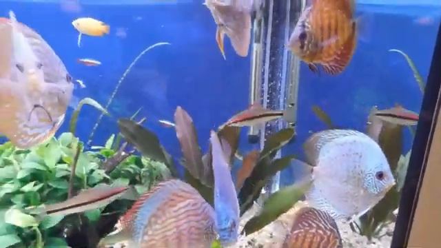 Травник 300 л. и Дискусы. смотреть онлайн