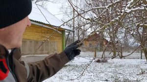 Как я обрезаю деревья в ноябре, в частности, грушу. Блог о даче.