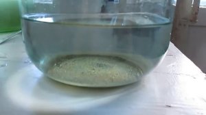 Разведение дафнии из песка с яйцами в домашних условиях