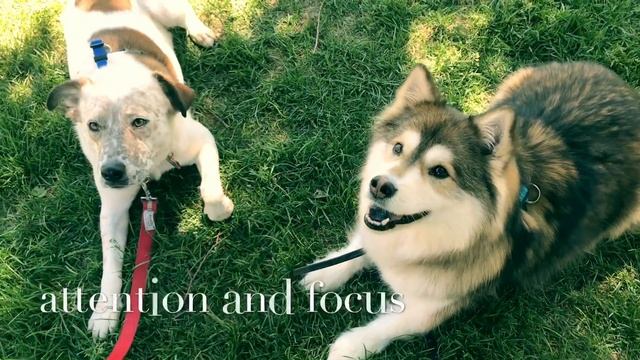 Canis Major Dog Training смотреть онлайн