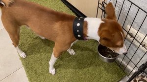 ОПЯТЬ ПЕРЕВОДИМ БАСЕНДЖИ СМАРТА на СУХОЙ КОРМ