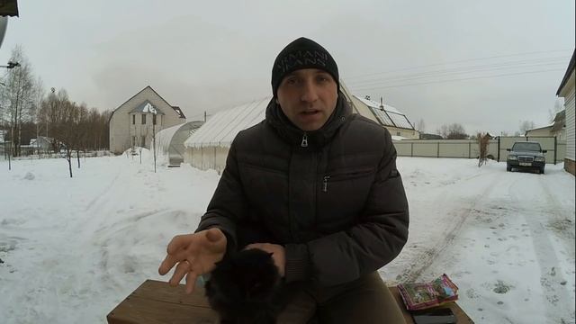 Подготовка гусей к племенному сезону//Линдовские гуси смотреть онлайн