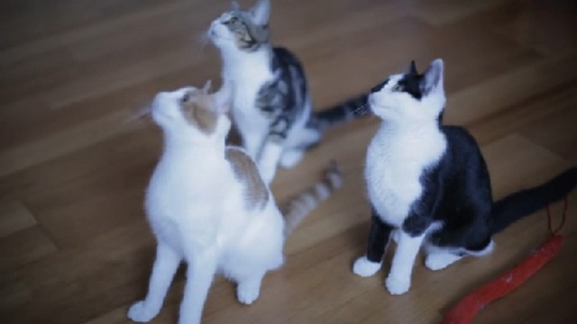 Забавные котята
