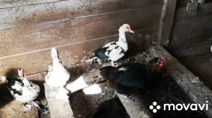 Утята и весь Птичий двор