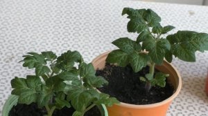 Этот томат один из самых сладких и самых неприхотливых!