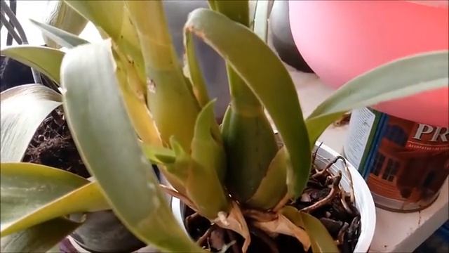 ОРХИДЕИ БРАССИИ И КАМБРИЯ: молодые росты и условия содержания. смотреть онлайн