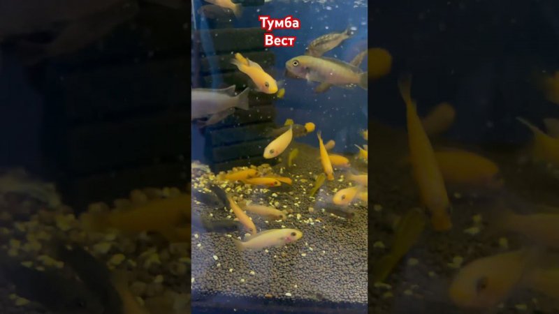 Необычная цветовая морфа Тумби Вест #aquariumshow #aquarium #fishtank #aquashow