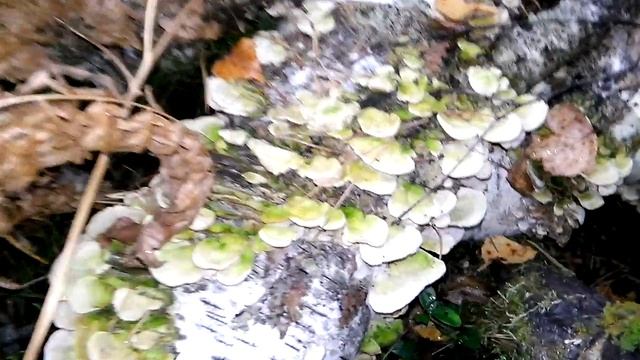 Зеленые грибы на берёзе Брянский лес смотреть онлайн