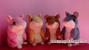 Организованная группа хомяков повторюшек