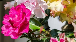 Адениумы на балконе,  цветение, центр нижняя полка, июнь 2019