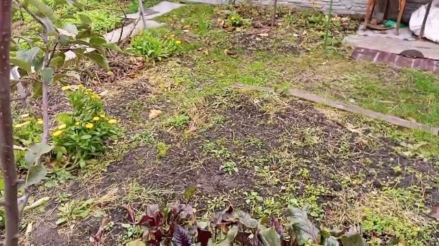 15.11.2023.МОЯ МИНИ- ДАЧА ПОД ОКНОМ ОСЕНЬЮ!!! смотреть онлайн