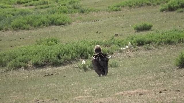 Черный гриф - Aegypius monachus смотреть онлайн