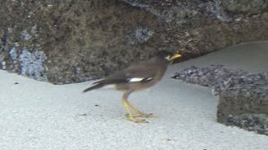 Некоторые животные прибрежной зоны Персидского залива