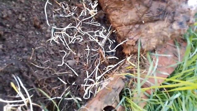 ?Повышаем Плодородие с помощью БЕШЕНОГО УДОБРЕНИЯ? Результат эксперимента.