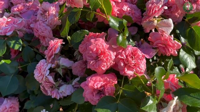 Почвопокровные розы 1 часть.Роза Ле Катр Сэзон (Les Quatre Saisons). Питомник растений Е. Иващенк смотреть онлайн