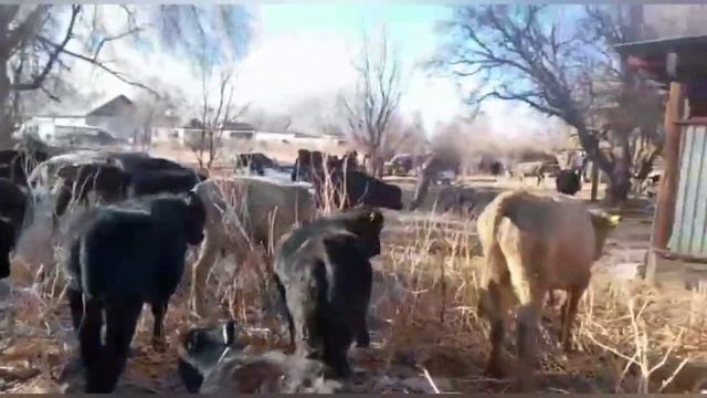 Продажа бычков на откорм.fattening bulls 09.02.2022г смотреть онлайн