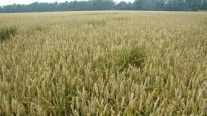 Размышление с библией в руках/ Притча о пшенице и плевелах. Притчи Христа/ библия на каждый день