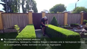 САМШИТ. Разные топиарные формы. Рекомендации по уходу.