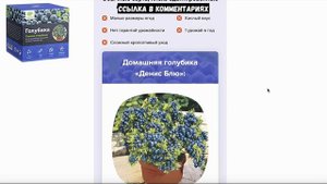 Голубика для Выращивания "Денис Блю". Обзор. Отзывы