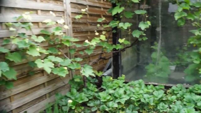 Наконец то в огороде всё растёт смотреть онлайн