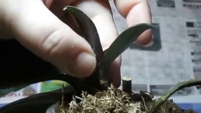 Ответная реакция на корневин.Наращиваем корни.