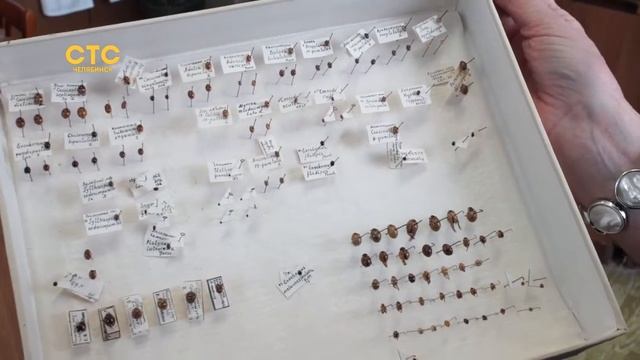 Редкая бабочка получила имя профессора из Челябинска
