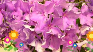 Флокс метельчатый Декаданс. Краткий обзор, описание характеристик phlox paniculata Декаданс