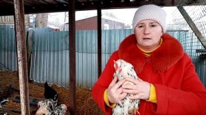 Как правильно покупать кур и цыплят на рынке.