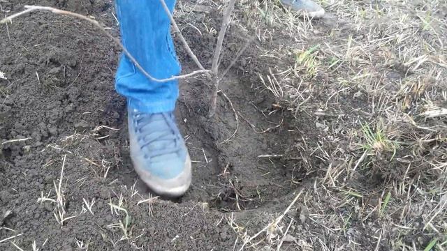 Садим вишню. смотреть онлайн