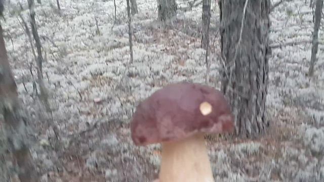 Собираем белые грибы смотреть онлайн